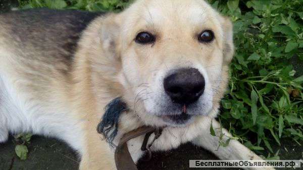 Собака охраник защитник