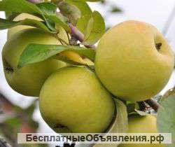 Яблоки "Антоновка"