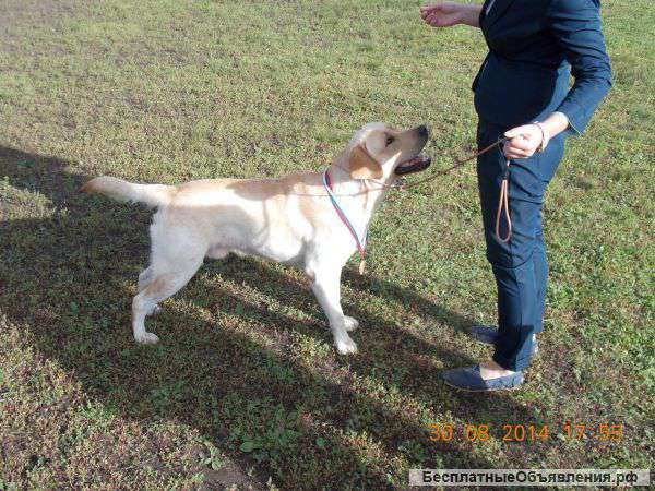 Вязка кобеля