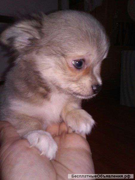 Щенки чихуахуа из питомника