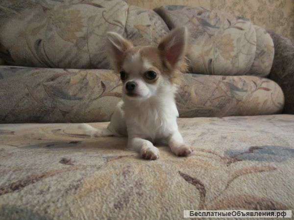 Очаровательные чихуахуа
