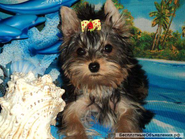 Девочка йоркширского терьера