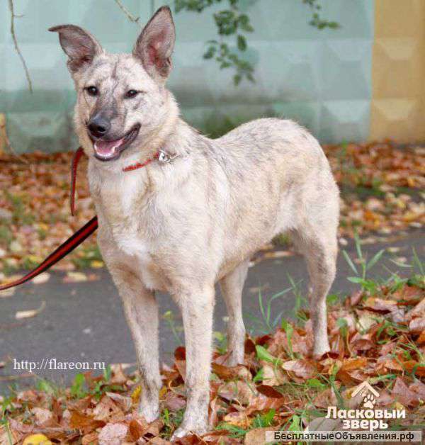 В хорошие и надежные руки ласковая девочка