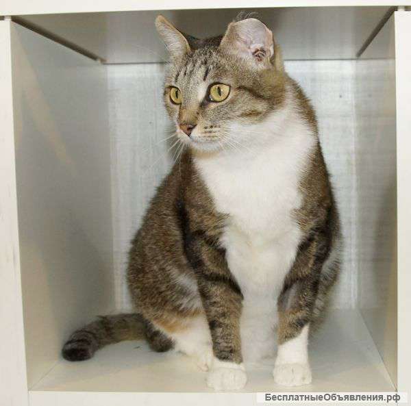 Ласковая девочка в хорошие руки