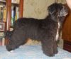 Щенки китайской хохлатой