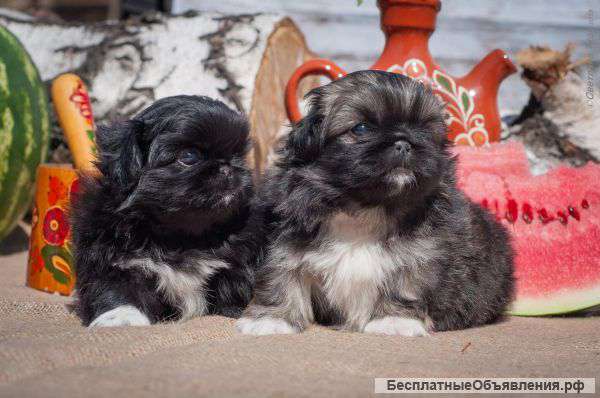 Шикарные пекинесы