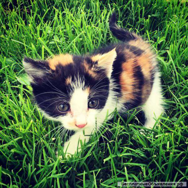 Котенок