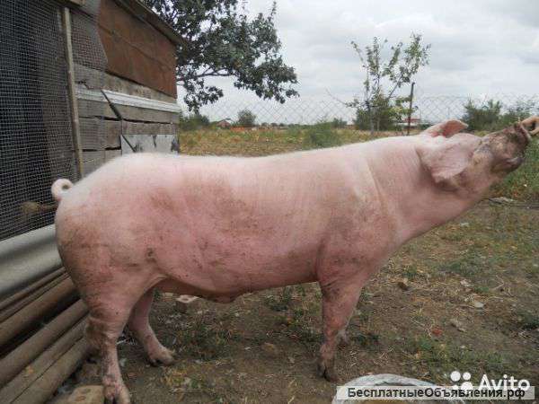 Домашние свиньи