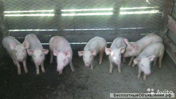 Домашние поросята