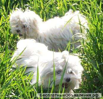 Щенки мальтезе микро, мини и стандарт