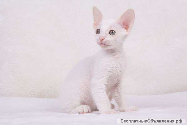 Белая принцесса - донского сфинкса