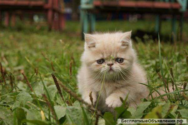 Котята экзоты