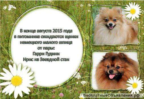 Малыши топтыжки