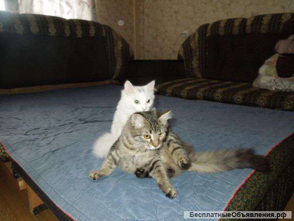 Отдам Кошечек 5 месяцев в хорошие руки
