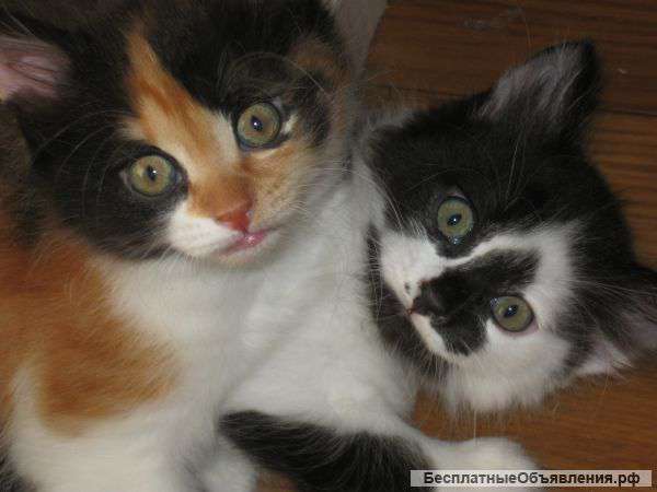 Отдам котят в добрые руки ответственным хозяевам