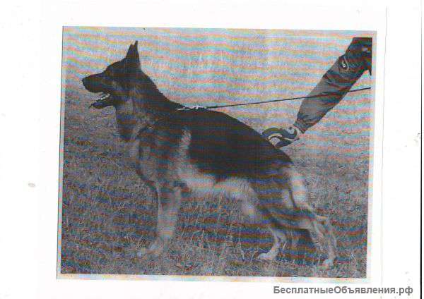 Очаровательные щенки немецкой овчарки