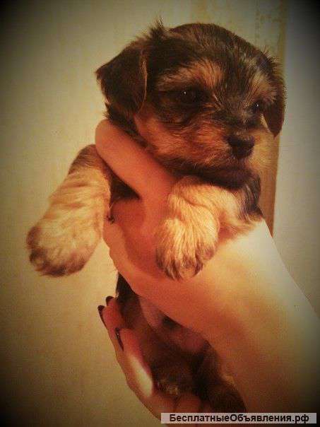 Щенков йоркширского терьера