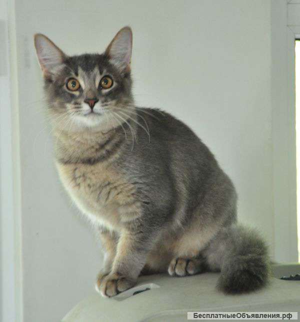 Сомалийский котенок ищет заботливых хозяев