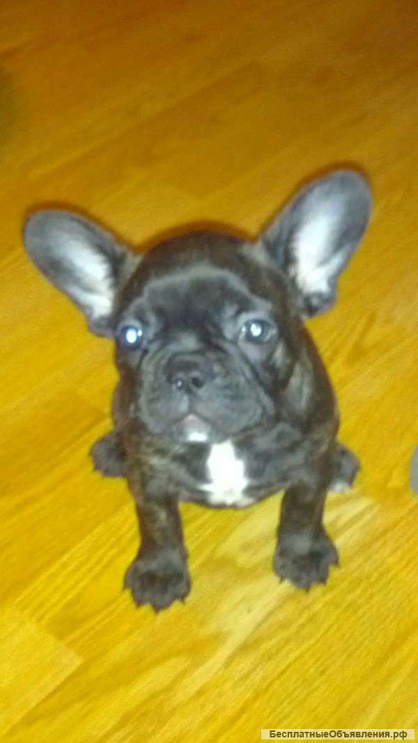 Щенки французскогобульдога