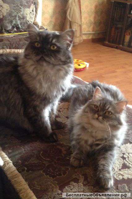 Ведется запись на персидских котят