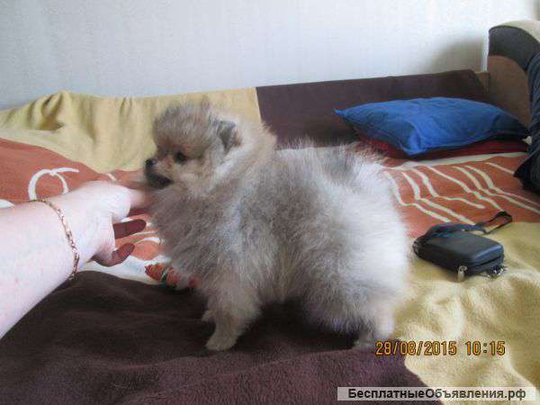 Девочка немецкого миниатюрного шпица 3,5 месяца