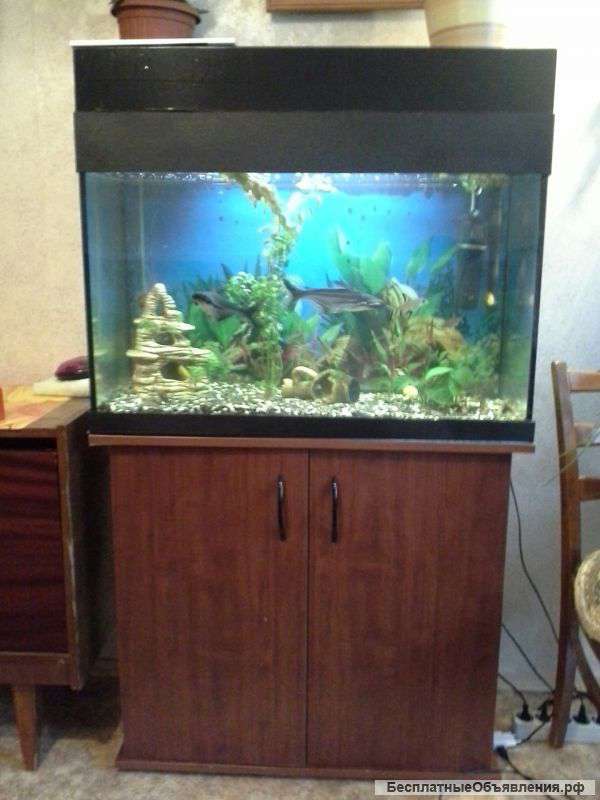Аквариум с рыбками