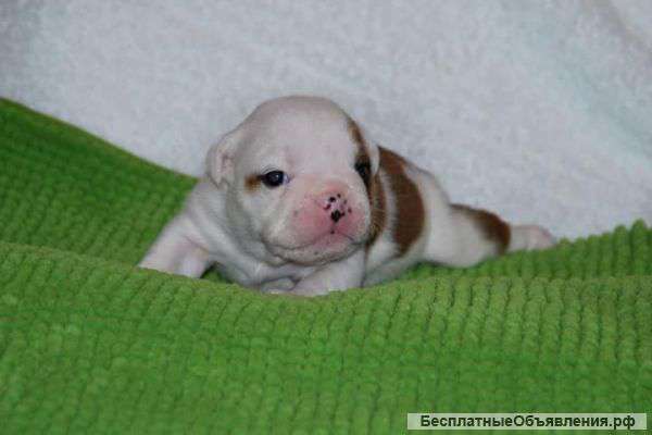 Щенки бульдога
