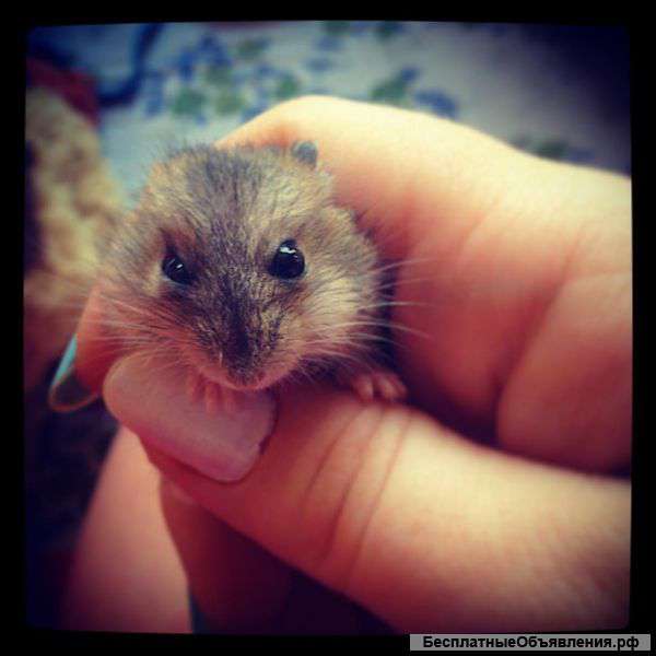 Джунгарские хомячки