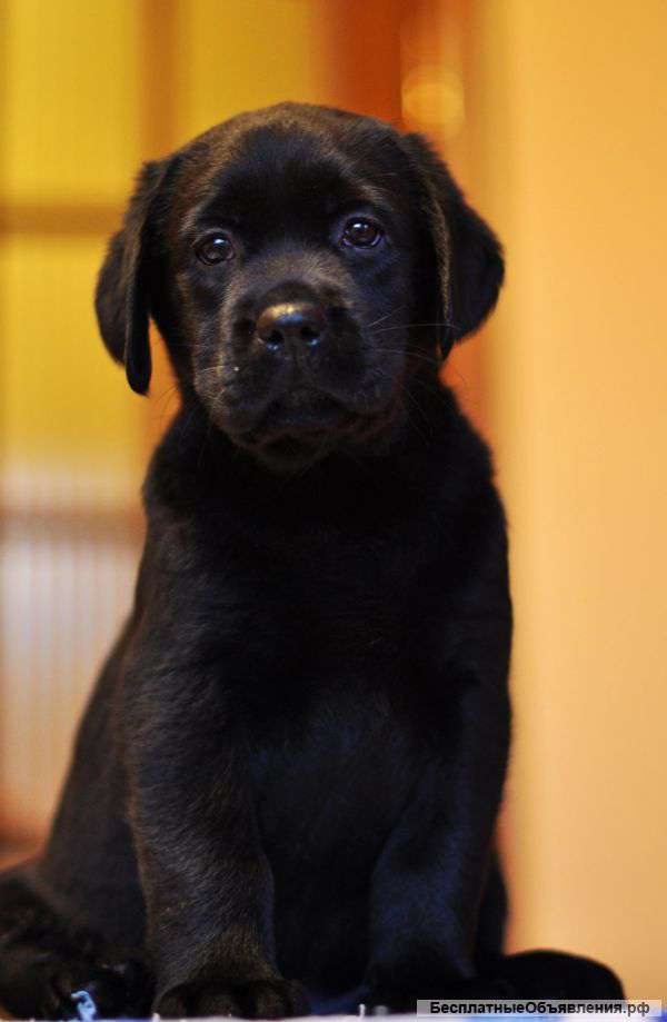 Черные щенки лабрадора от родителей Чемпионов
