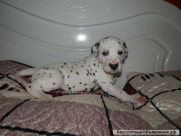 Щенки далматина
