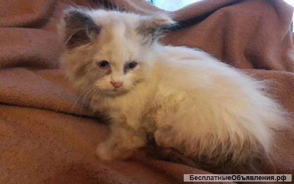 Пушистый комочек в добрые руки