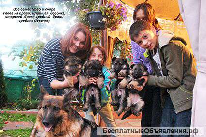 Щенки немецкой длинношерстной овчарки