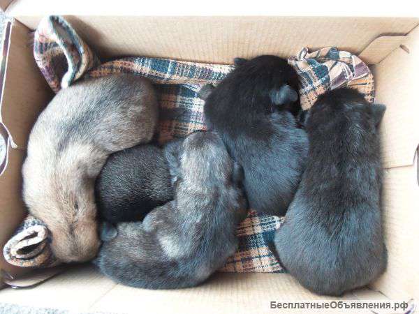 Щенки бесплатно