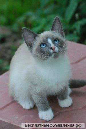 Котят Сноу-шу