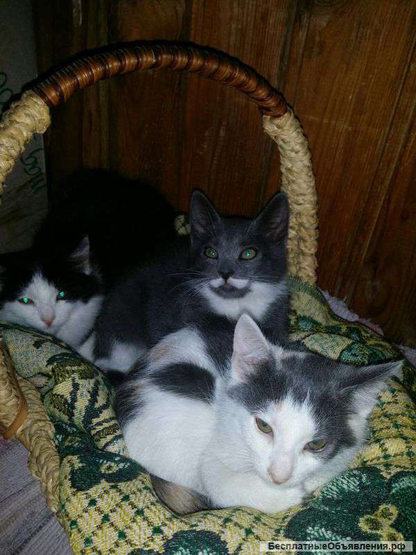 Котята Усик и Мурка ищут дом