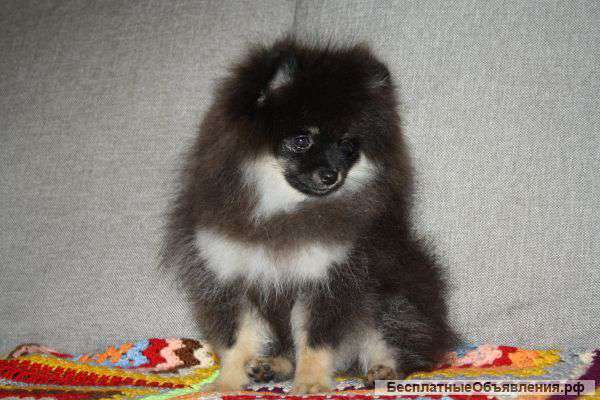 Померанский цвергшпиц