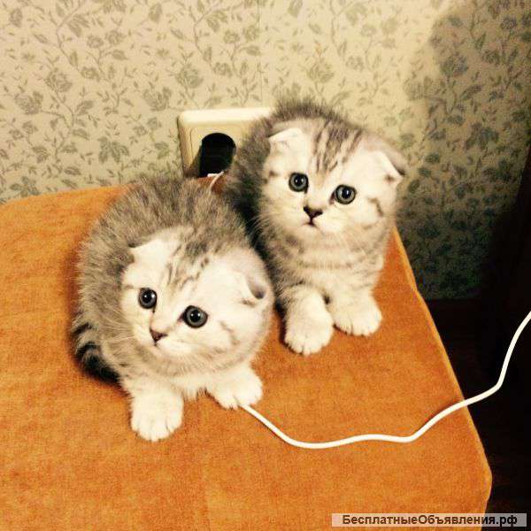 Шотландских котят