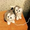 Шотландских котят