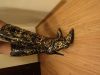 Сапожки, 41 размер, vero cuoio, торг
