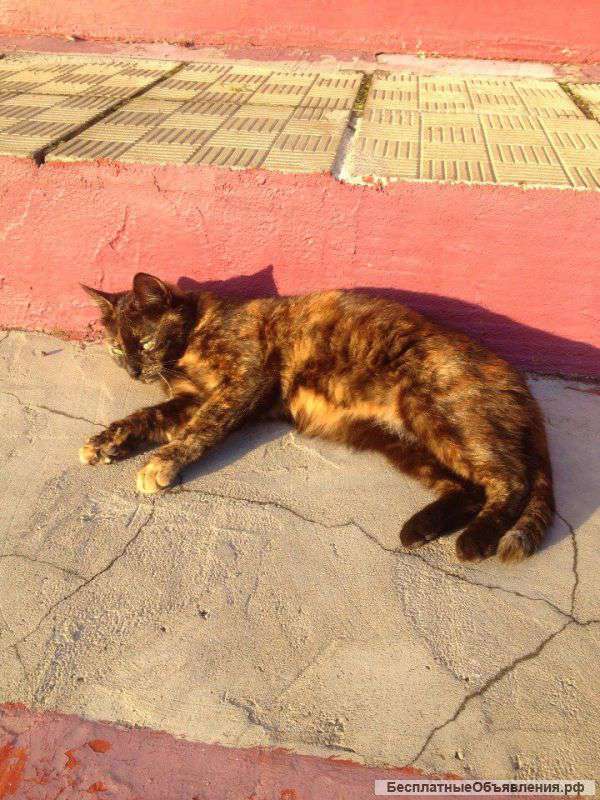 Ищем добрых людей