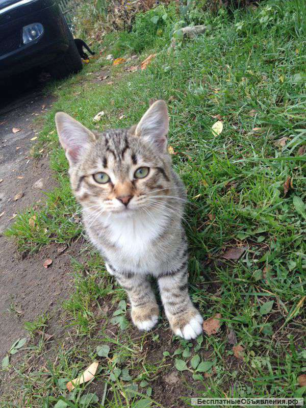 Котята ищут свой дом И очень хотят, чтобы их приручили)))