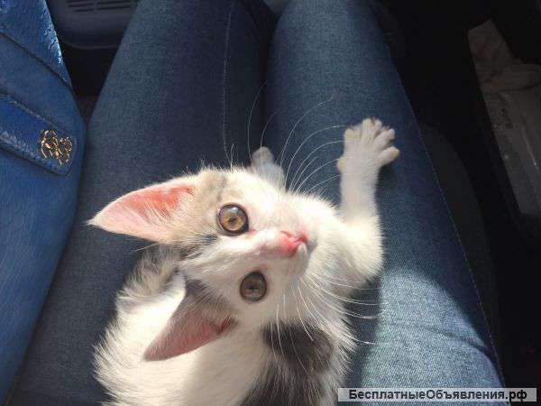 Котенок в дар