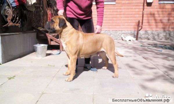 Высокопородные щенки бульмастифа