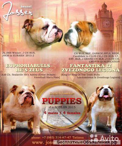 Щенки английского бульдога