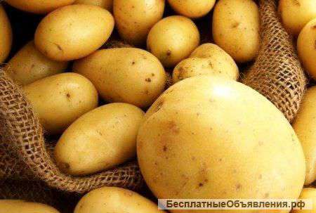 Картофель оптом.Урожай 2015 года