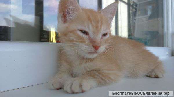 Рыжий котенок