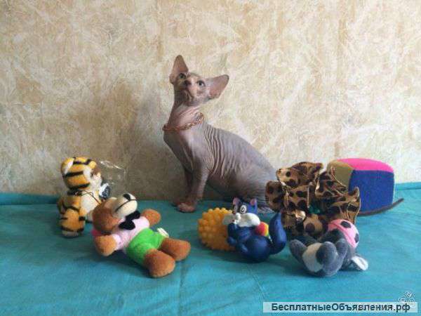 Девочка канадского сфинкса