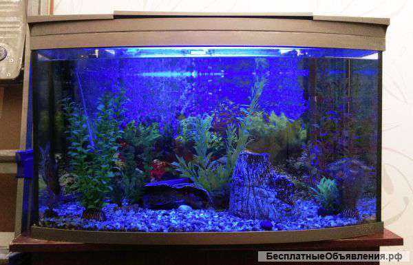 Аквариум с тумбой и оборудованием (100 литров)