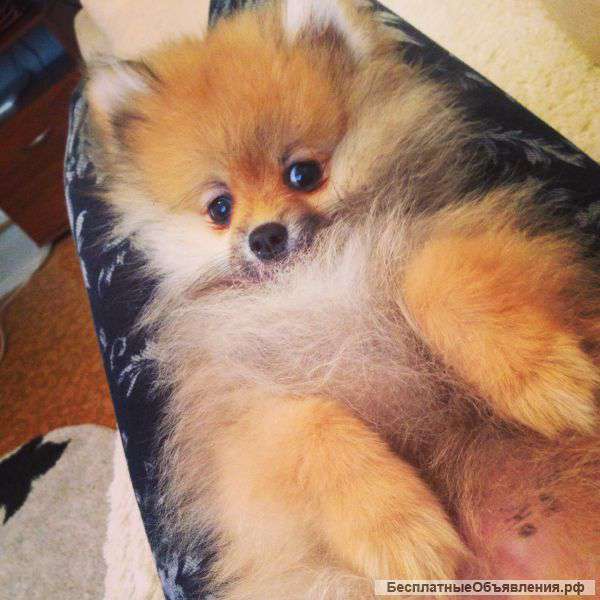 Щенок шпица ищет новый дом