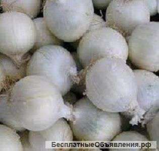 Лучший лук для выгонки на перо